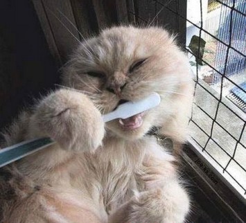 BROSSAGE DE DENTS !!!!