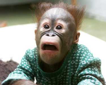 A L'ECOUTE D'UN SINGE !!!!!