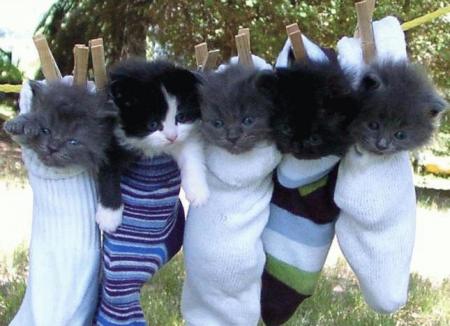 TROP MIOU !!!!!!