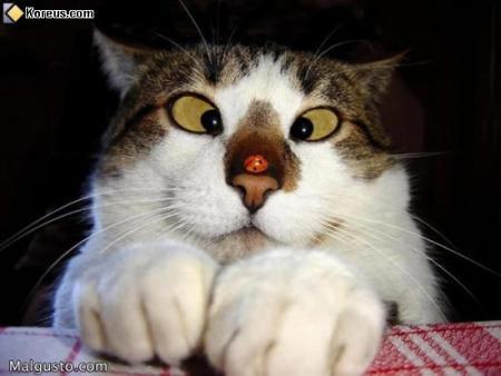 HOUAW !!!!!LA BELLE COCCINELLE !!!!!!!!