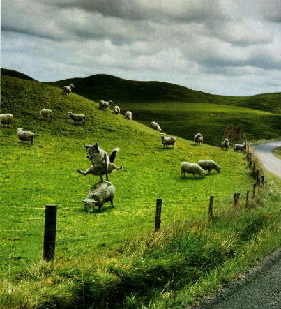SAUTE MOUTON !!!!!!