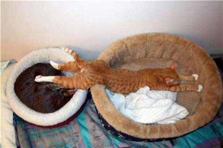 LE PACHAT !!!!!