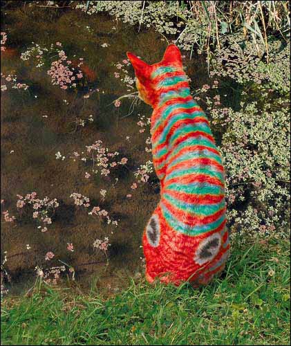 LE CHAT-POISSON !!!