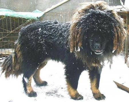 LE MONSTRE DES NEIGES !!!!!!