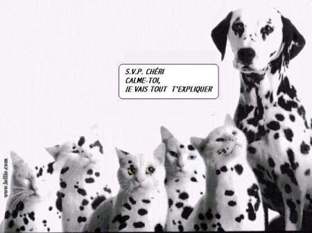 Les animaux drôles !!!