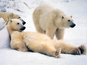 UNE PETITE SIESTE !!!!!!