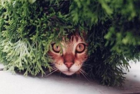PARTI DE CACHE-CACHE
