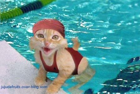 CHAT A LA PISCINE